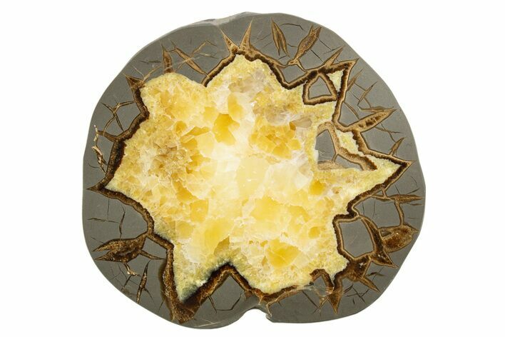 Polished Septarian Slab - Utah #318048